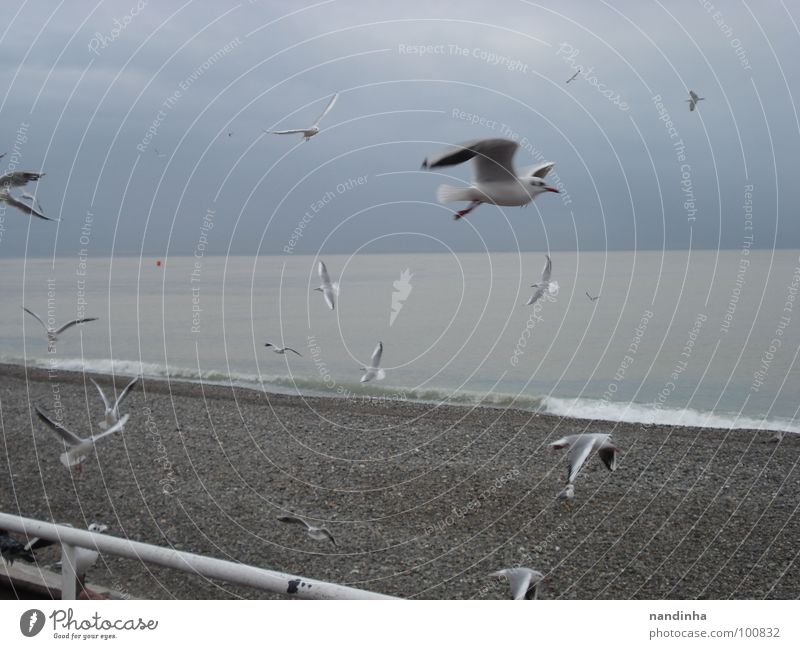 Birds by the sea Beach Ocean Gray Loneliness Coast Freedom Mediterranean sea nice