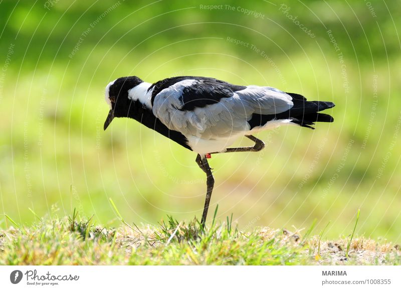 Portrait of a Blacksmith lapwing Nature Animal Grass Meadow Bird Stand Gray Green outside Grand piano Feet foot Feather plumage pewit vanellus portrait Beak