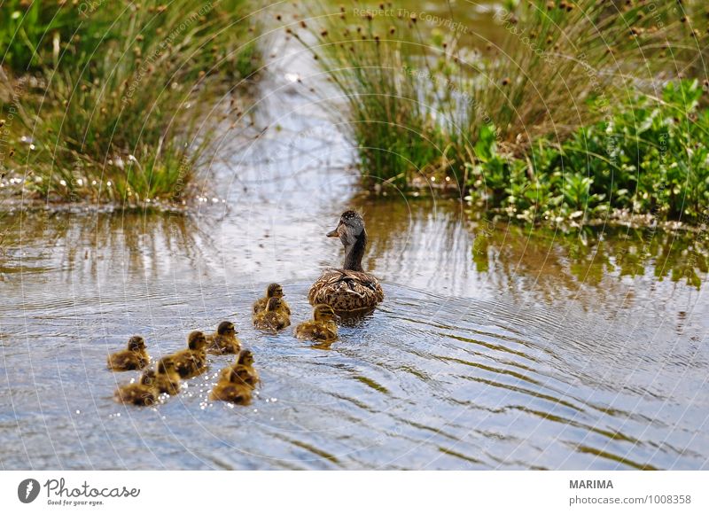 mallard ducks, mother with her chicks Nature Animal Water Grass Meadow Pond Lake Bird Baby animal Many Brown Green outside Duck birds Mooring post Grand piano