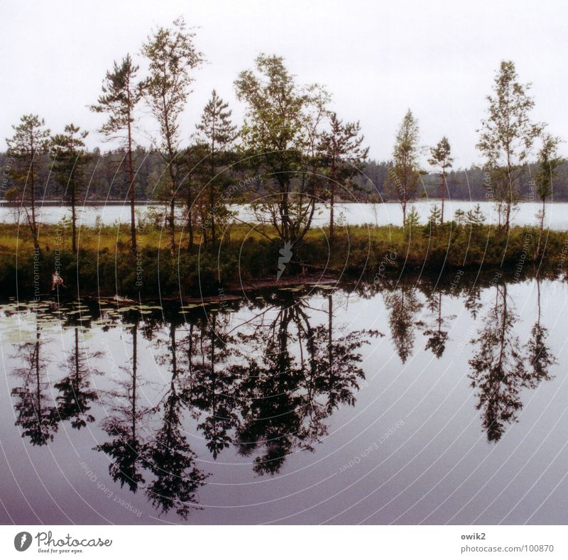 Tiveden Relaxation Calm Environment Nature Landscape Plant Water Sky Clouds Horizon Tree Bushes Lakeside Large Serene Patient Idyll Far-off places Sweden