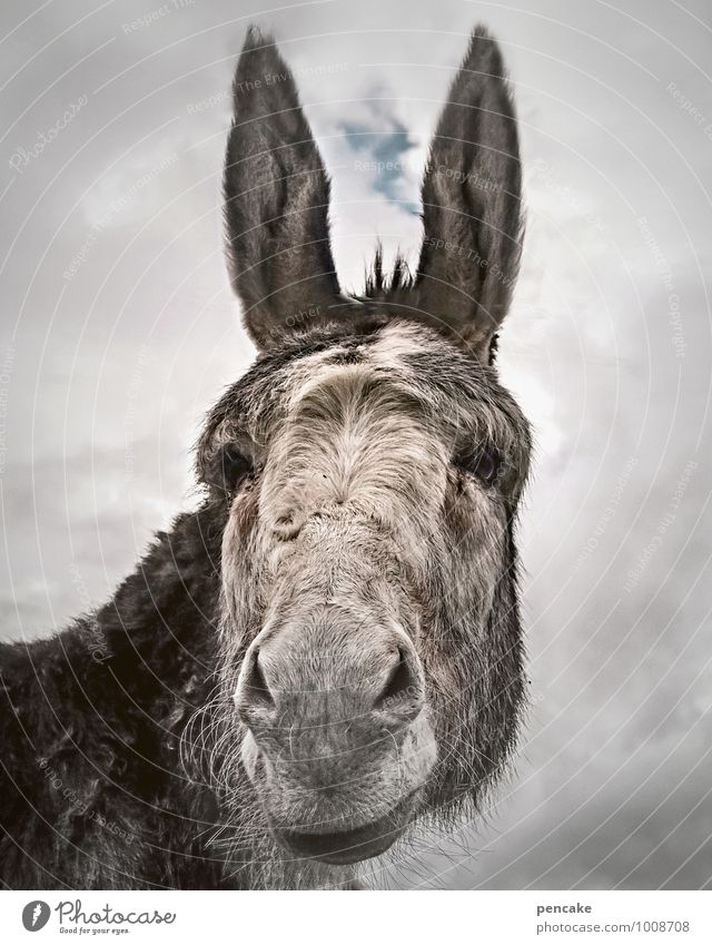 donkey patience Elements Sky Clouds Animal Pet Animal face 1 Sign Authentic Success Brash Friendliness Near Curiosity Serene Donkey Dog-ear Gray-haired Nostrils