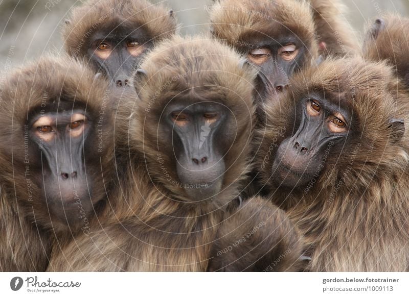 gang of monkeys Environment Nature Animal Wild animal Zoo Group of animals Animal family Observe To hold on Crouch Looking Embrace Cuddly Curiosity Cute Brown