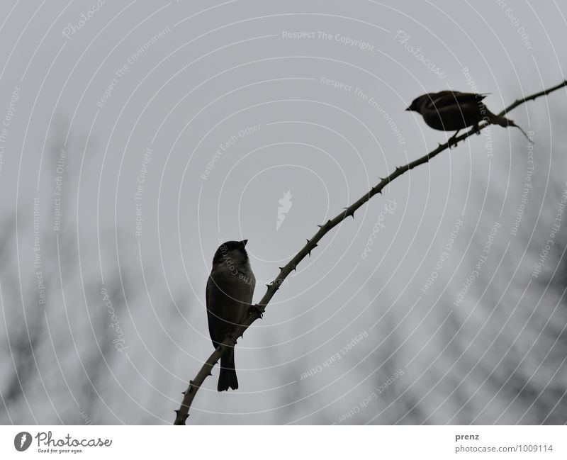 right-angled Environment Nature Animal Winter Bad weather Wild animal Bird 2 Gray Sparrow Twig Thorn Arch Sit Colour photo Exterior shot Deserted