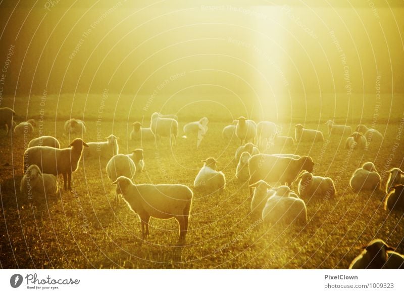 Sun dance of the sheep Elegant Style Agriculture Forestry Nature Landscape Beautiful weather Field Animal Pet Farm animal Group of animals To feed Esthetic