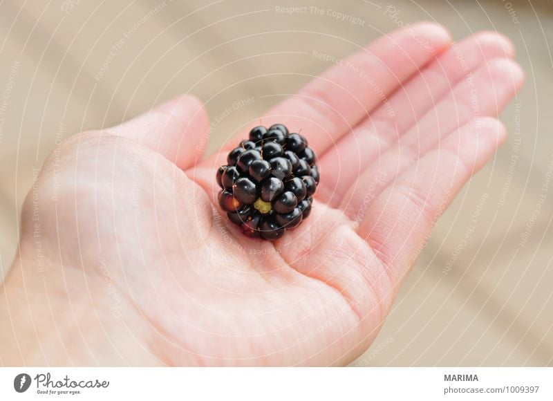 to pick blackberries, one berry in the hand Food Fruit Nutrition Vegetarian diet Hand Environment Nature Fresh Delicious Black Berries organic Biological