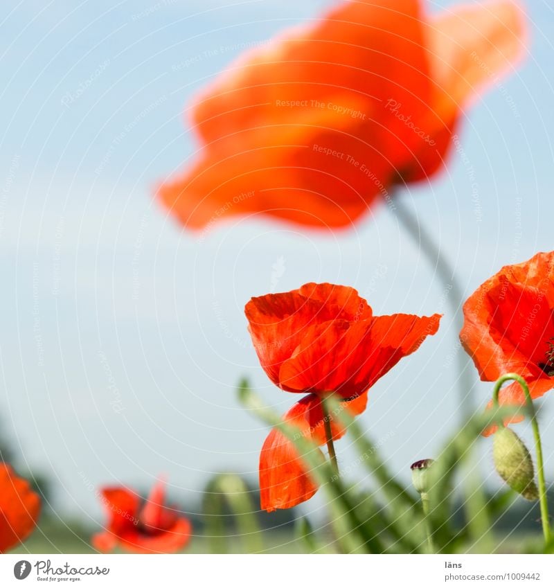 Accompanying green Vacation & Travel Trip Expedition Summer Summer vacation Environment Nature Plant Beautiful weather Flower Wild plant Poppy Poppy blossom