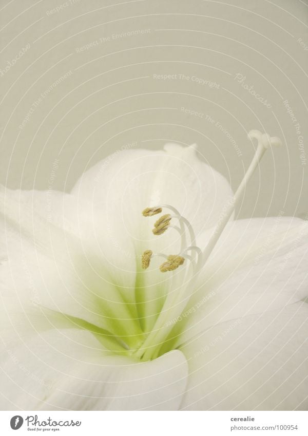 amaryllis Amaryllis Flower White Macro (Extreme close-up) Beige Tone-on-tone Harmonious Blossom Plant Calyx Pastel tone Close-up Pistil Seed Bright Graceful