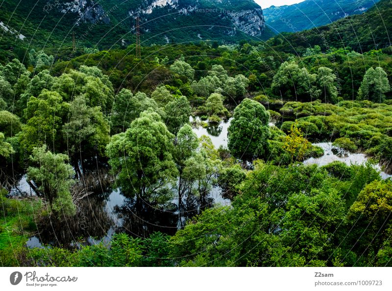 Italian Rainforest Environment Nature Landscape Summer Plant Tree Bushes Alps Mountain Canyon Bog Marsh Lake Gigantic Sustainability Natural Green