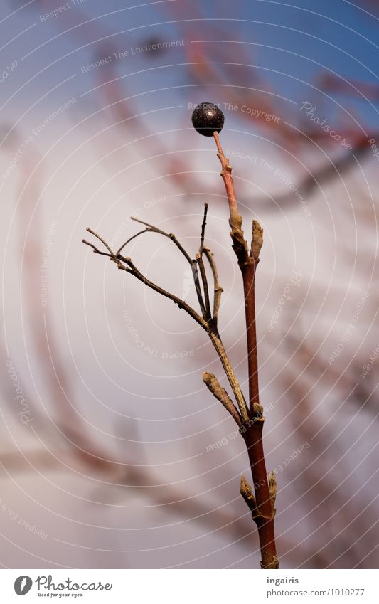 winter alder Nature Plant Sky Winter Bushes Berries Branch Twig To dry up Natural Round Gloomy Dry Blue Brown White Contentment Transience Growth Colour photo