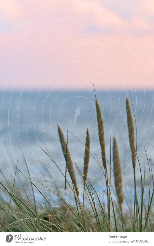 Reed at the dune Environment Nature Plant Water Sunrise Sunset Summer Grass Coast Beach North Sea Ocean Natural Beautiful Blue Green Pink egmond Common Reed