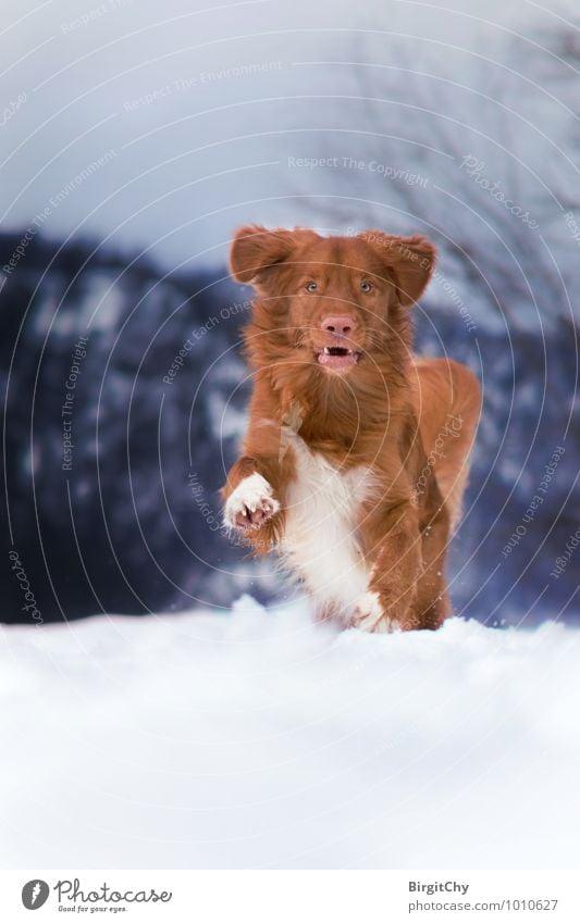 Bagizo Winter Snow Animal Pet Dog 1 Walking Running Nova Scotia Duck Tolling Retriever Colour photo Subdued colour Exterior shot Deserted Day Looking