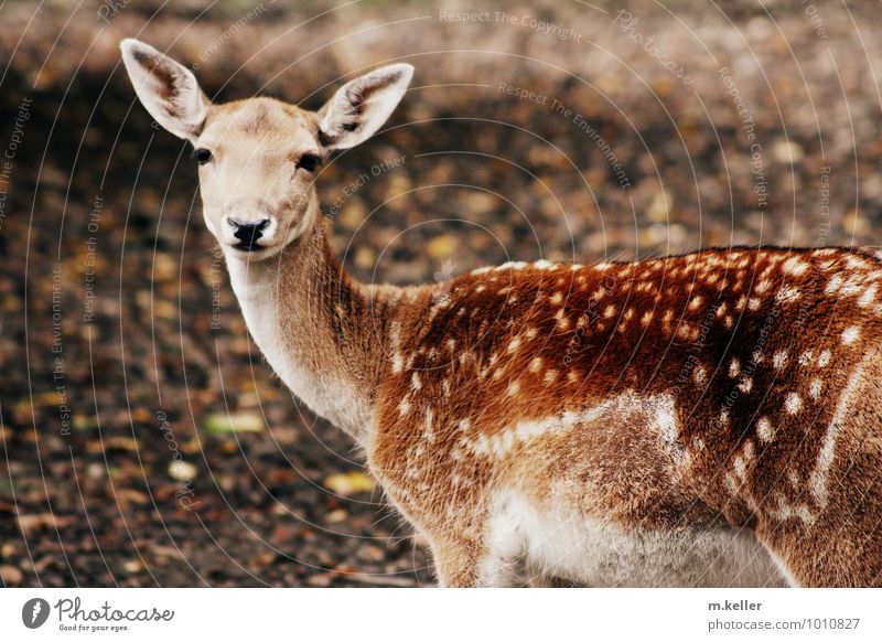 fawn Fawn Roe deer 1 Animal Baby animal Authentic Inhibition Pride Colour photo Day Shallow depth of field