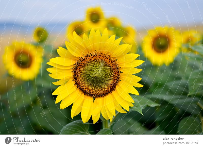 Sunflowers Nature Plant Flower Blossom Contentment Beautiful Emphasis Wellness Colour photo Exterior shot Deserted Day