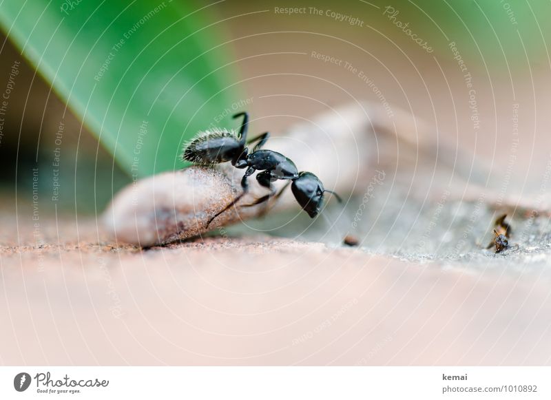 over stick and stone Environment Wild animal Ant Insect 1 Animal Going Exceptional Gigantic Glittering Large Green Black Crawl Colour photo Subdued colour