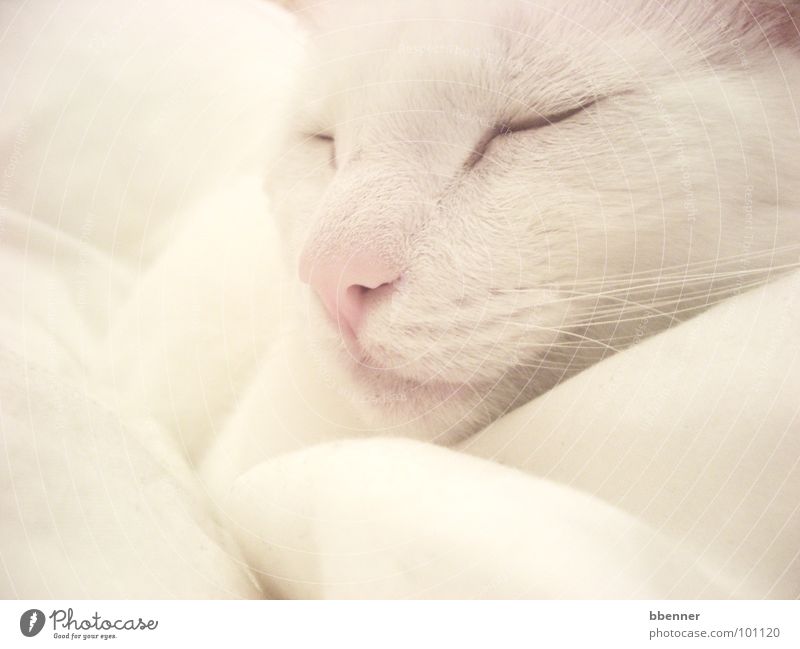 SnowWhite II Cat Cushion Sleep Pelt Relaxation Mammal Peace Peaceful Nose