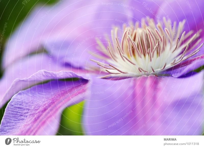 Detail of a lilac clematis Calm Garden Environment Nature Landscape Plant Flower Blossom Park Growth Fresh Violet outside organic Biological biologically bloom