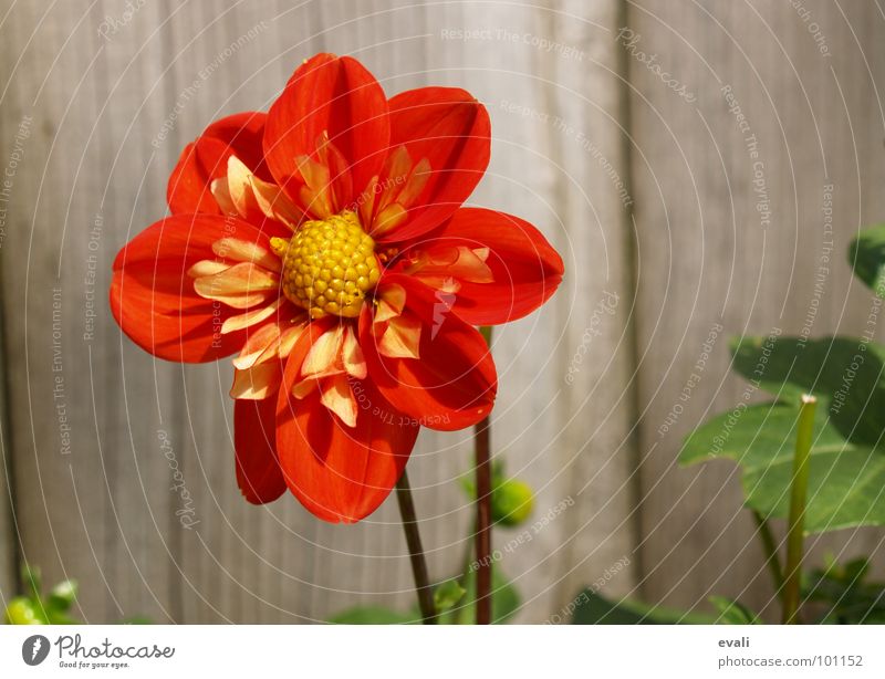 sun worshipper Flower Blossom Dahlia Stalk Spring Summer Red Yellow Fence Garden fence Wood Jump Blossoming Colour bloom Nectar