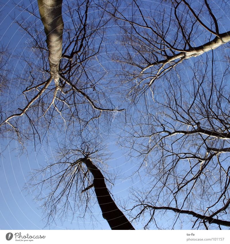 canopy Sky blue Upward Beech tree Large Tree trunk Above Tall Firmament Level Treetop