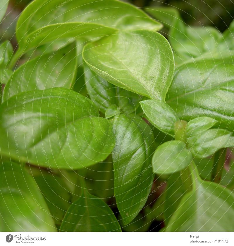 Close-up of a fresh basil plant Basil Herbs and spices Growth Stalk Blossom Green Glittering Together Consecutively Side by side Leaf green Cooking Kitchen