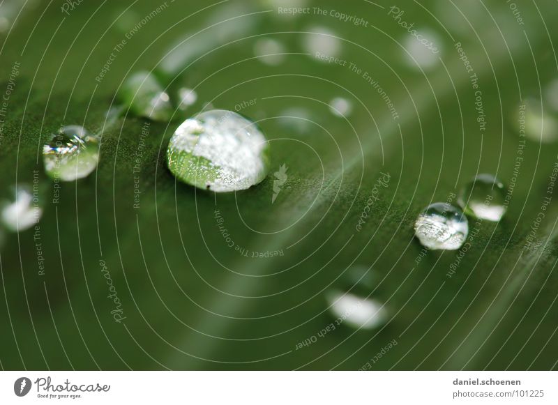 raindrop Leaf Rain Round Glittering Plant Growth Green Background picture Abstract White Transparent Clarity Macro (Extreme close-up) Close-up Water Sphere
