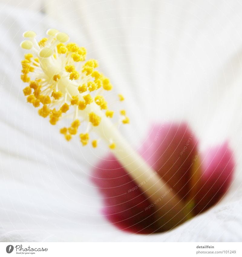 hibi Flower Blossom Yellow White Hibiscus Flower stem Lina Pollen Colour photo Close-up Detail Macro (Extreme close-up) Deserted