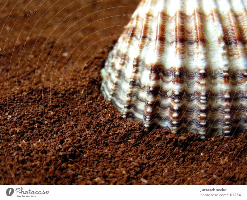 Mi Shell Mussel Brown Still Life Macro (Extreme close-up) Close-up Peace Power Force shell shells coffee Juttas snail