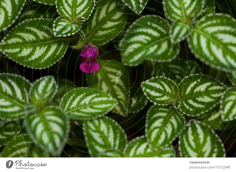 assam Plant balsaminaceae impatient marianae Green Violet Colour Colour photo Exterior shot Close-up Deserted Day Shallow depth of field