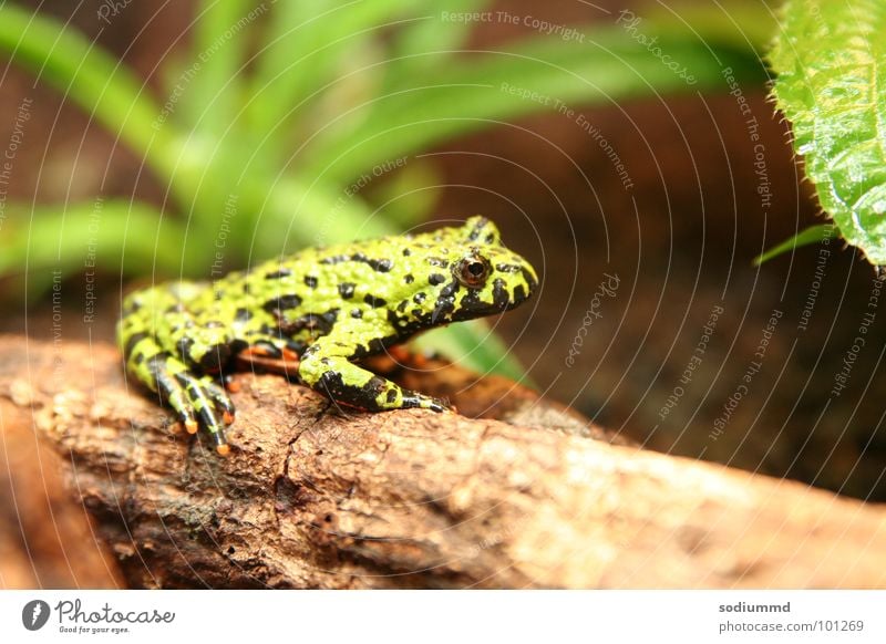 Bombina orientalis Toad Green Fire bellied toad Frog Amphibian red-bellied Nature