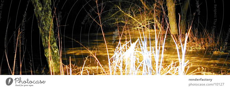 luminescent grass Grass Bushes Tree Night Light Nature River Plant Water