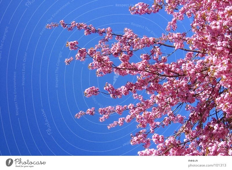 A day in spring Nature Sky Cloudless sky Spring Beautiful weather Tree Blossom Park Blossoming Fragrance Exotic Fresh Blue Pink Spring fever Colour