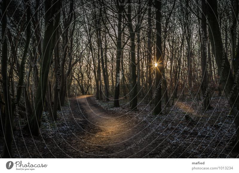 forest path Nature Sunlight Winter Tree Forest Hiking Brown Gold Green Calm To go for a walk Footpath Colour photo Exterior shot Day Light Shadow Sunbeam