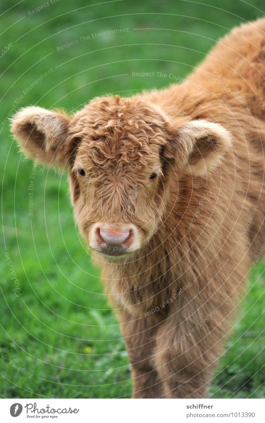 blondienchen Animal Pet Farm animal Zoo 1 Baby animal Looking Stand Brown Green Cattle Cattle farming Highland cattle Calf Beautiful Cute Animal face Snout Ear