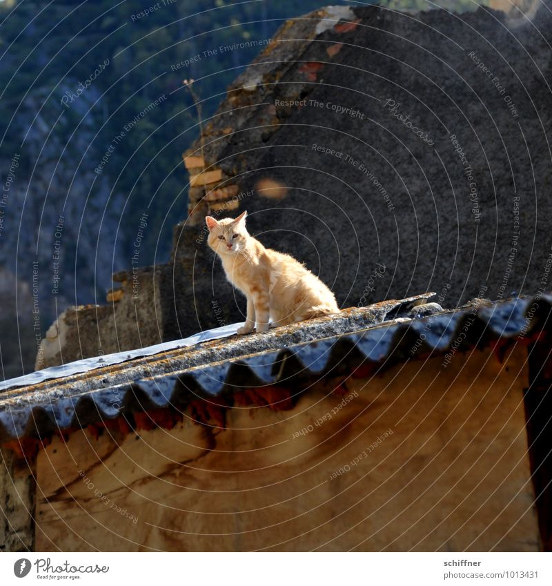 The cat on the hot tin roof Roof Animal Cat 1 Looking Sit Pet House (Residential Structure) Romance Corrugated sheet iron Corrugated-iron hut Hut Pyrenees