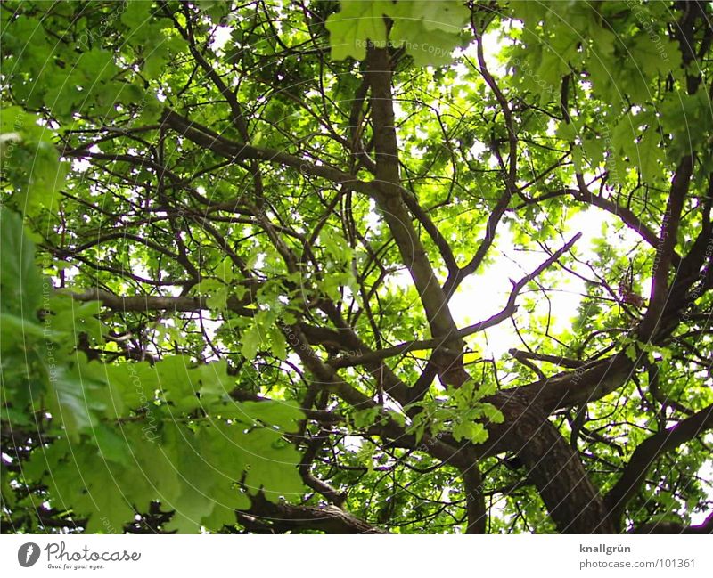 leaf canopy Tree Leaf Green Sunbeam Branchage Tree trunk Brown Summer Light Weather protection Protection Shadow