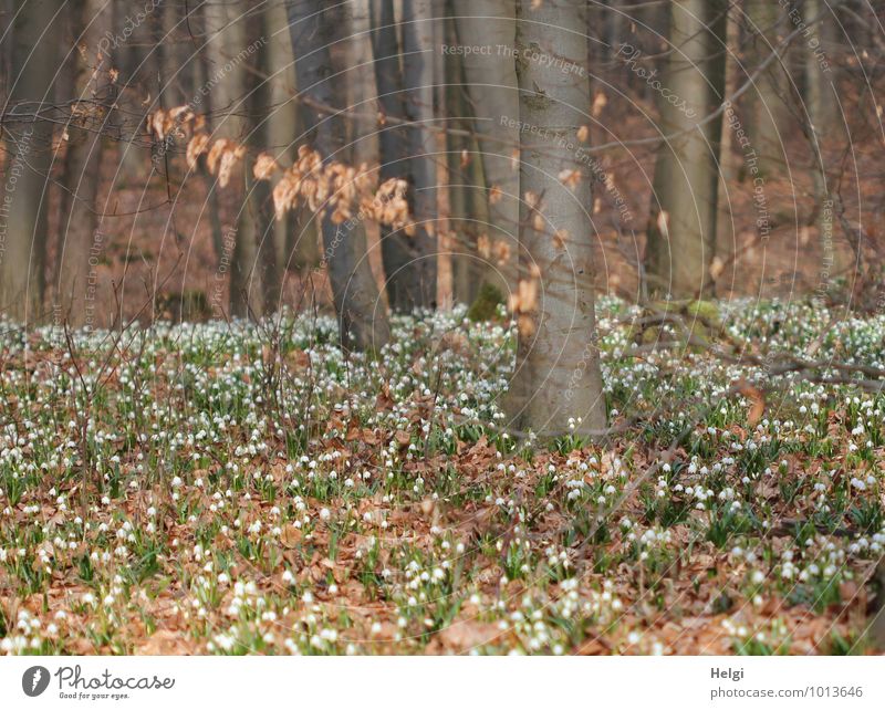 in the March Cup Forest... Environment Nature Landscape Plant Spring Beautiful weather Tree Flower Leaf Blossom Wild plant Spring snowflake
