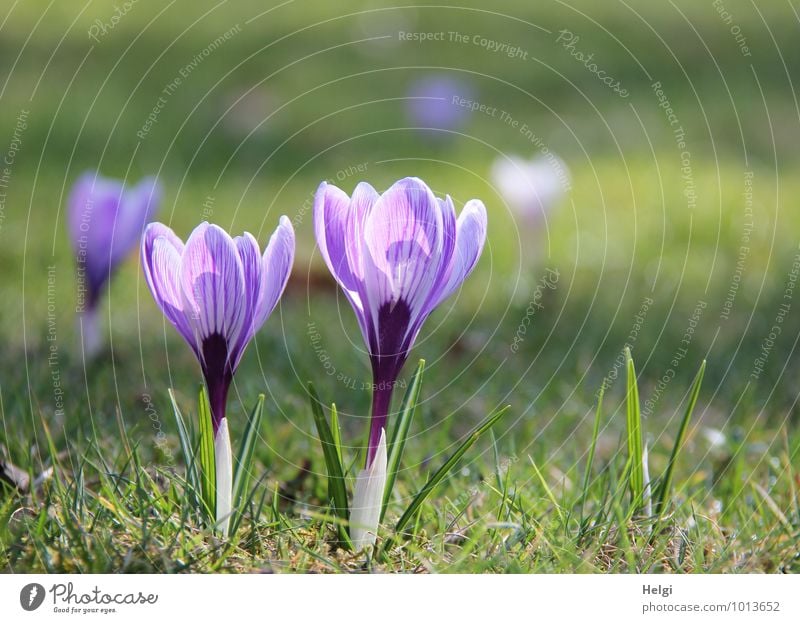 spring flowers... Environment Nature Landscape Plant Spring Beautiful weather Flower Grass Leaf Blossom Crocus Spring flowering plant Park Meadow Blossoming