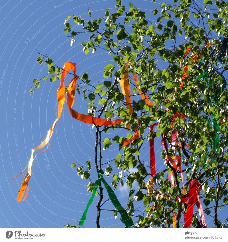 maypole Sky Spring Wind Tree Jewellery Sign Blue Green May tree Paper chain Judder Paper streamers Birch tree Treetop Cloudless sky Copy Space left Deserted
