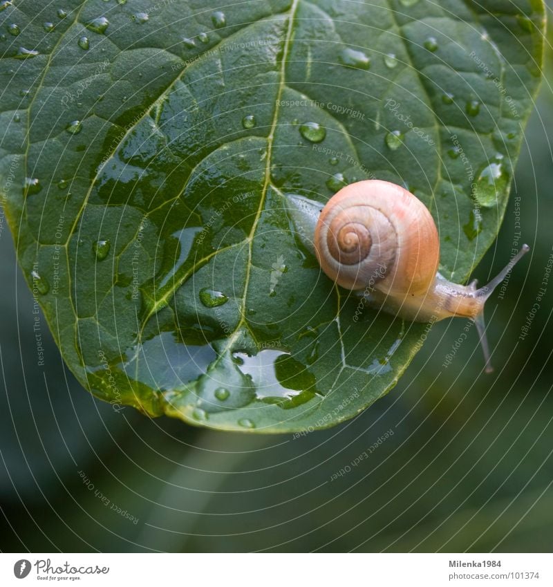 rainy weather Garden Nature Animal Water Drops of water Rain Leaf Snail Crawl Wet Speed Green Snail shell Slowly Mollusk Colour photo Exterior shot Close-up