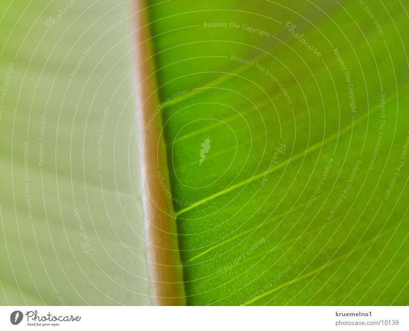 underside of a sheet Underside of a leaf Rubber tree Leaf Plant Green