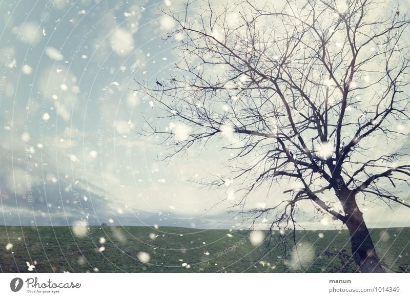 when will it be again... Nature Landscape Winter Weather Wind Ice Frost Snowfall Tree Meadow Field Snowflake Cold Natural Colour photo Subdued colour