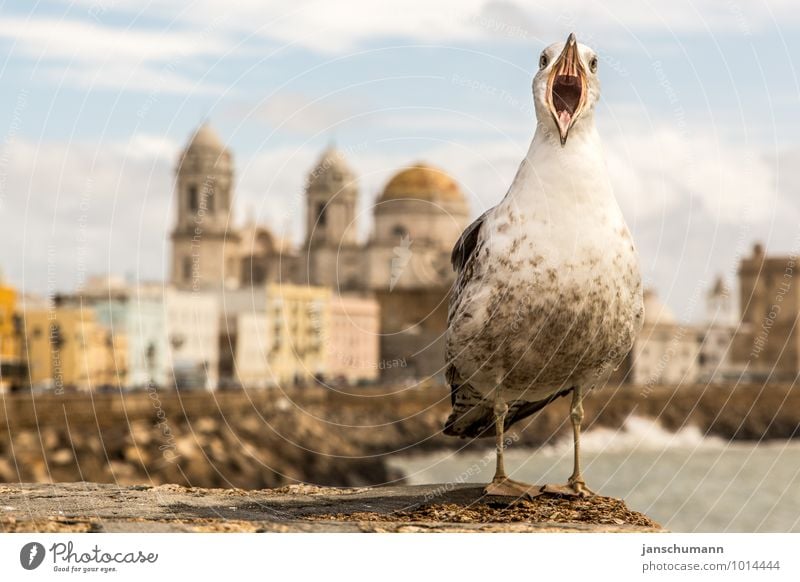 The seagulls of Cadiz (Andalusia/Spain) Vacation & Travel Tourism City trip Summer vacation Sun Ocean Beach bar Zoo Singer Landscape Beautiful weather Coast