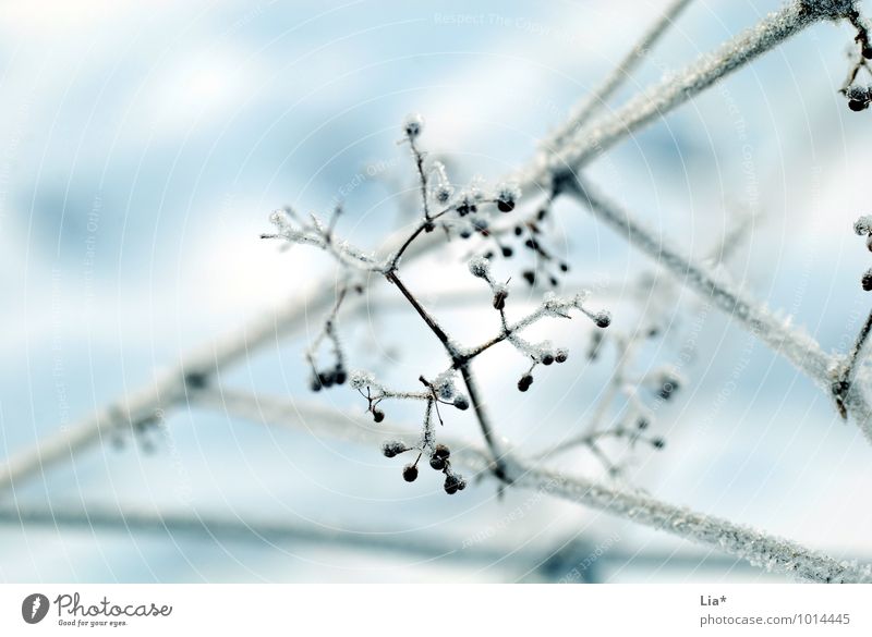 frozen branches Nature Ice Frost Bushes Freeze Cold White Winter mood Frozen Ice crystal Detail Copy Space top quick-frozen chill