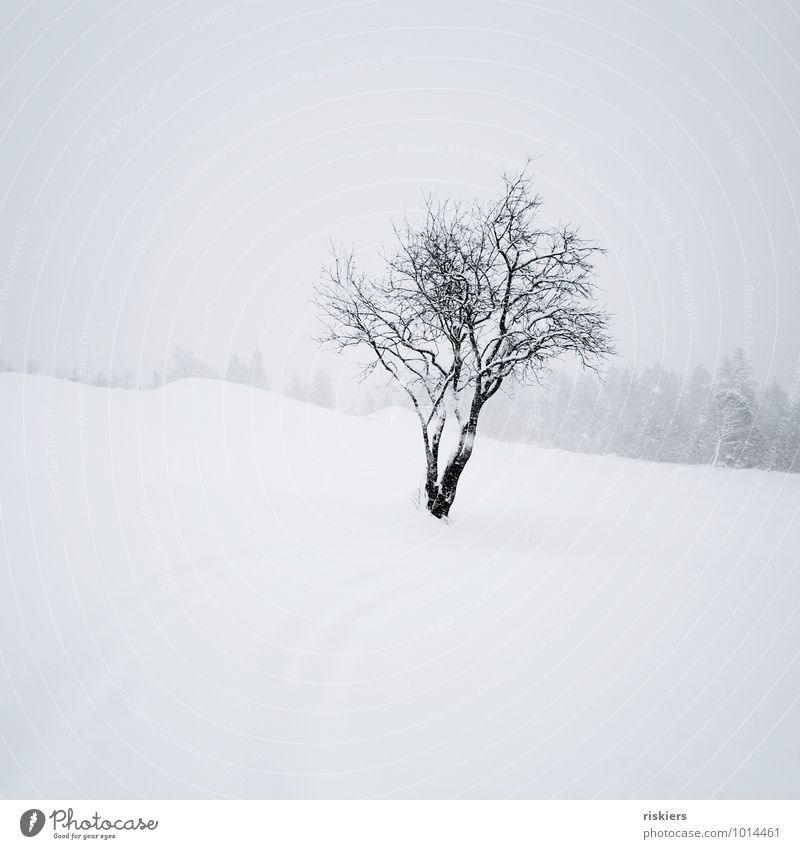 snow flurries Environment Nature Landscape Winter Weather Snow Snowfall Tree Esthetic Black White Emotions Moody Power Calm Loneliness Cold Colour photo