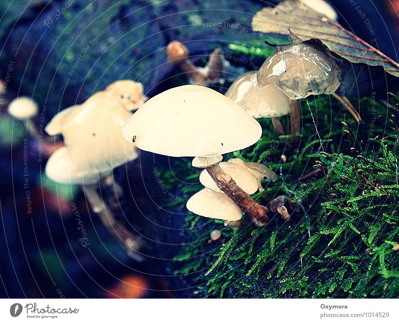 Wet and slimy Environment Nature Autumn Forest Wood Juicy Brown Green White Mushroom Poison Slimy Mushroom picker Colour photo Exterior shot Day