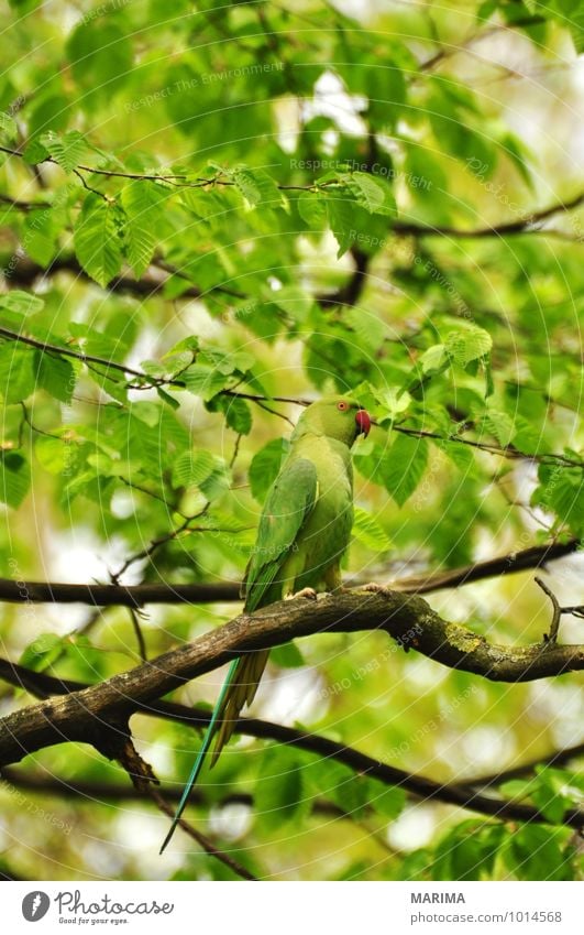 rose-ringed parakeet sitting in the tree Calm Agriculture Forestry Plant Animal Tree Bird Flock Growth Green Branch Twig branches organic Biological