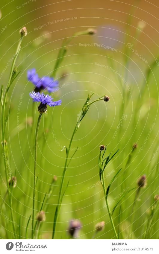 detail of a blue cornflower Calm Agriculture Forestry Plant Flower Blossom Growth Blue Green Violet bachelor's button organic Biological biologically bluebottle