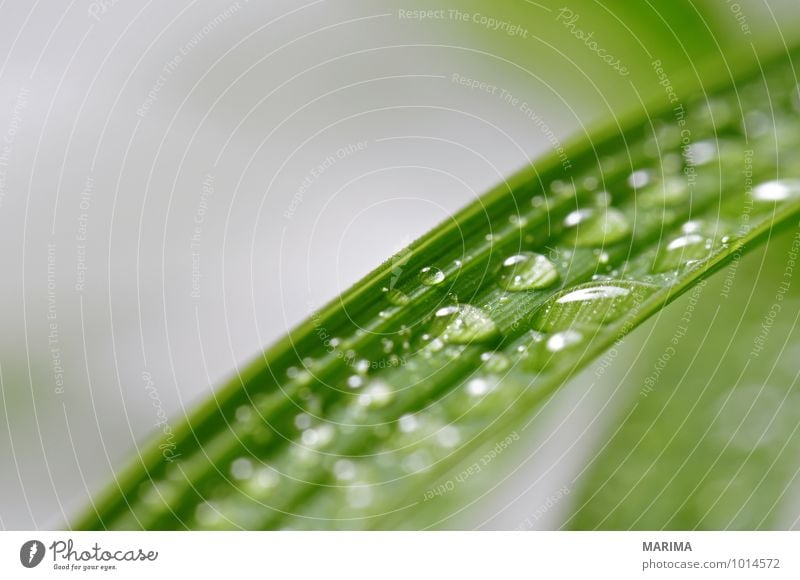 leaves with many water drops Calm Agriculture Forestry Plant Drops of water Leaf Growth Green organic Biological biologically sheet folio Deciduous tree