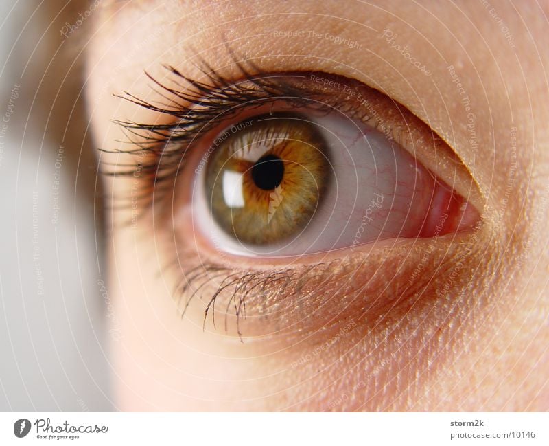 eye contact Woman Pupil Eyelash Eyebrow Eyes Close-up Macro (Extreme close-up) Face Human being Head Skin