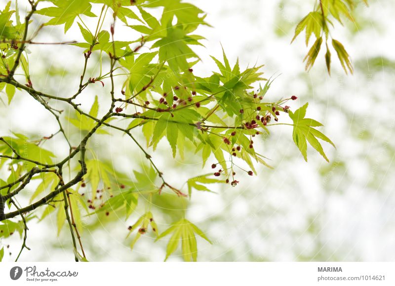 Detail of the foliage of Japanese Maple Calm Agriculture Forestry Plant Tree Leaf Growth Green White Maple tree maple acer Branch Twig branches organic