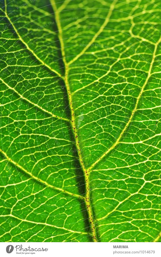 Macro shot of a leaf Calm Agriculture Forestry Plant Leaf Growth Green organic Biological biologically sheet leaf blade folio Deciduous tree broadleaf